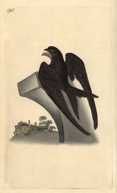 Vencejo común, Apus apus. Ilustración de la 