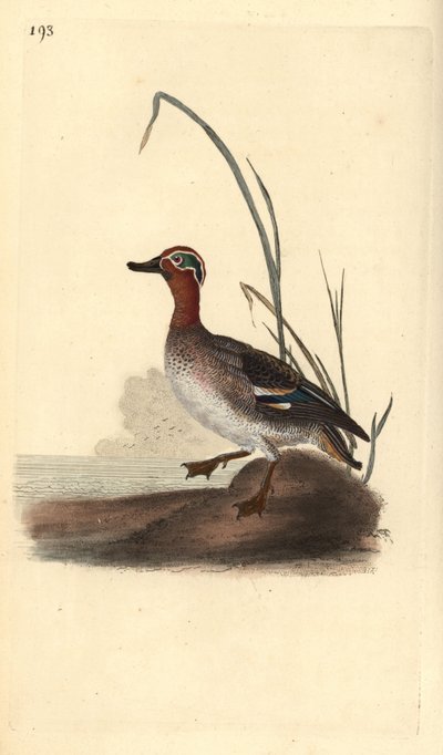 Cerceta común, Anas crecca, macho. Grabado en cobre coloreado a mano dibujado y grabado por Edward Donovan de su propia “Historia Natural de las Aves Británicas,” Londres de Edward Donovan