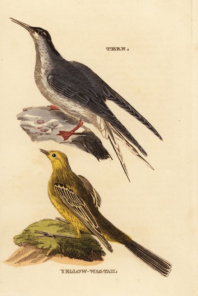 Charrán común, Sterna hirundo, y lavandera boyera, Motacilla flava de Edward Donovan