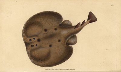 Torpedo común o raya eléctrica con ojos, Raja torpedo. Grabado en cobre coloreado a mano dibujado y grabado por Edward Donovan de su Historia Natural de los Peces Británicos, Donovan y F.C. y J. Rivington, Londres de Edward Donovan