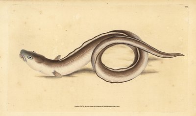 Muraena conger, congrio. Grabado en cobre coloreado a mano dibujado y grabado por Edward Donovan de su Historia Natural de los Peces Británicos, Donovan y F.C. y J. Rivington, Londres de Edward Donovan
