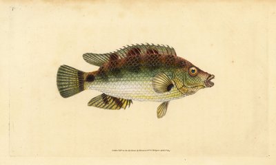 Cabrilla dorada, Symphodus melops (Labrus cornubius). Grabado en cobre coloreado a mano dibujado y grabado por Edward Donovan de su Historia Natural de los Peces Británicos, Donovan y F.C. y J. Rivington, Londres de Edward Donovan