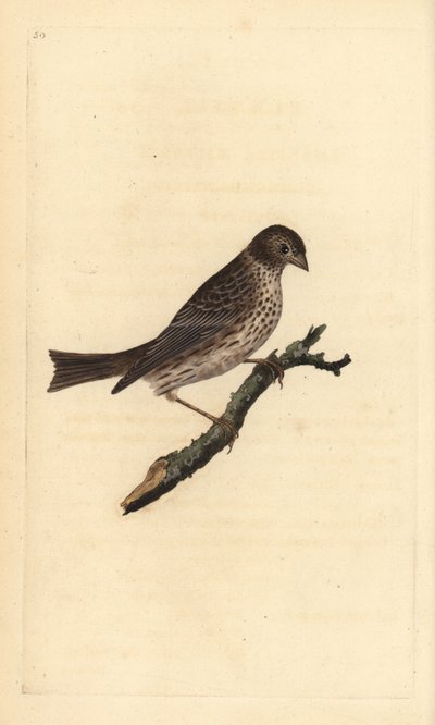 Escribano triguero, Miliaria calandra. Grabado a mano coloreado por Edward Donovan de su propia 
