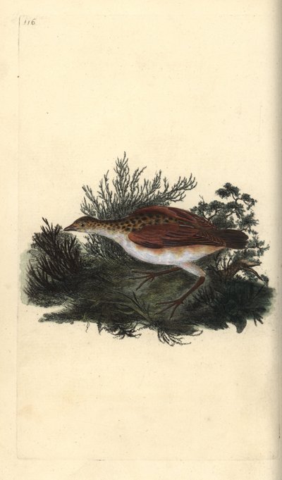 Guión de codornices, Crex crex. Casi amenazado. Grabado en cobre coloreado a mano dibujado y grabado por Edward Donovan de su propia “Historia Natural de las Aves Británicas”, Londres de Edward Donovan