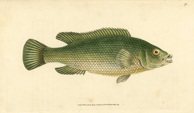Cabrilla, Labrus mixtus (Labrus lineatus). Grabado en cobre coloreado a mano dibujado y grabado por Edward Donovan de su Historia Natural de los Peces Británicos, Donovan y F.C. y J. Rivington, Londres de Edward Donovan