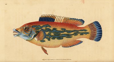 Labrus mixtus (Labrus variegatus). Grabado en cobre coloreado a mano dibujado y grabado por Edward Donovan de su Historia Natural de los Peces Británicos, Donovan y F.C. y J. Rivington, Londres de Edward Donovan