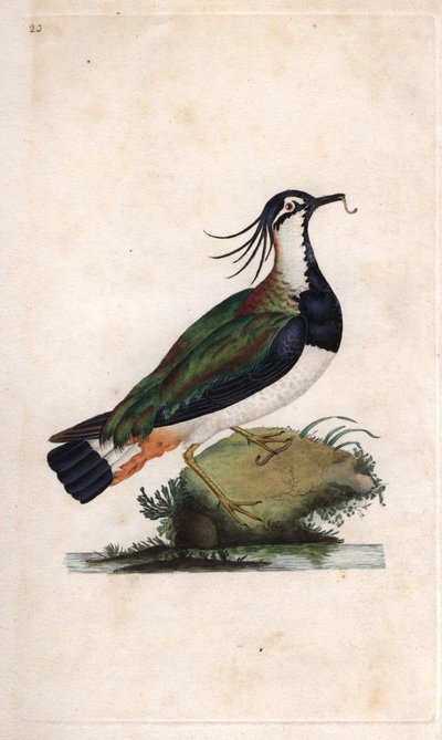 Avefría. Vanellus vanellus (Tringa vanellus). Grabado en cobre por Edward Donovan (1768-1837), publicado en Historia natural de las aves británicas, Londres de Edward Donovan