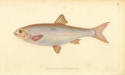 Cacho, Leuciscus leuciscus (Cyprinus leuciscus). Grabado en cobre coloreado a mano dibujado y grabado por Edward Donovan de su Historia Natural de los Peces Británicos, Donovan y F.C. y J. Rivington, Londres de Edward Donovan