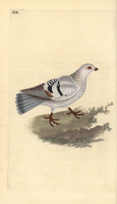 Paloma doméstica, Columba livia domestica. Grabado en cobre coloreado a mano dibujado y grabado por Edward Donovan de su propia "Historia Natural de las Aves Británicas," Londres de Edward Donovan