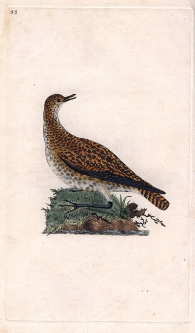 Chorlito dorado. Pluvialis apricaria. Grabado en cobre por Edward Donovan, publicado en Histoire naturelle des oiseaux britanniques, Londres de Edward Donovan