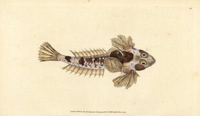 Dragoncito, Callionymus lyra (Dragoncito sórdido, Callionymus dracunculus) de Edward Donovan