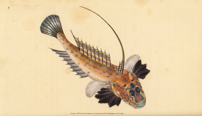 Dragoncito o dragoncito gemado, Callionymus lyra de Edward Donovan