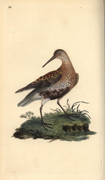 Correlimos común, Calidris alpina (grabado a mano por Edward Donovan de su 