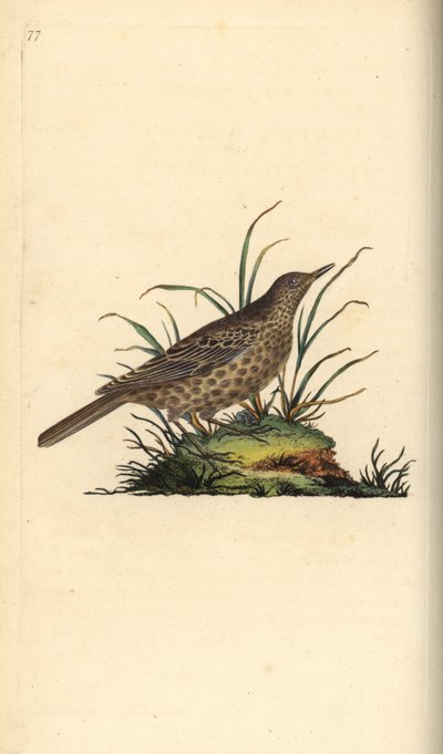 Alondra oscura, Pinarocorys nigricans. Grabado en cobre coloreado a mano dibujado y grabado por Edward Donovan de su propia “Historia Natural de las Aves Británicas,” Londres de Edward Donovan