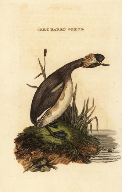 Zampullín cuellirrojo, adulto, Podiceps auritus de Edward Donovan