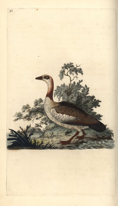 Ganso egipcio, Alopochen aegyptiacus de Edward Donovan