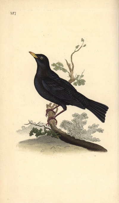 Mirlo común, Turdus merula de Edward Donovan