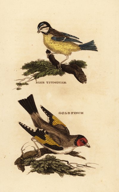 Herrerillo común, Cyanistes caeruleus, y jilguero europeo, Carduelis carduelis de Edward Donovan