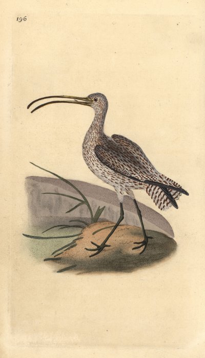 Zarapito real, Numenius arquata de Edward Donovan