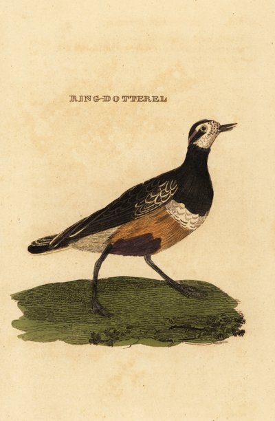 Chorlito carambolo, Charadrius morinellus de Edward Donovan