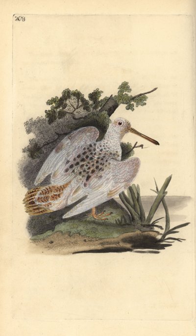 Becada euroasiática, Scolopax rusticola. Ilustración de la 