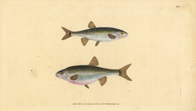 Pez minnow, Phoxinus phoxinus (Cyprinus phoxinus). Grabado en cobre coloreado a mano dibujado y grabado por Edward Donovan de su Historia Natural de los Peces Británicos, Donovan y F.C. y J. Rivington, Londres de Edward Donovan