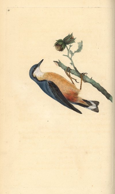Sitta europaea, trepador azul, en un avellano, Corylus avellana. Grabado en cobre coloreado a mano dibujado y grabado por Edward Donovan de su propia "Historia Natural de las Aves Británicas", Londres de Edward Donovan