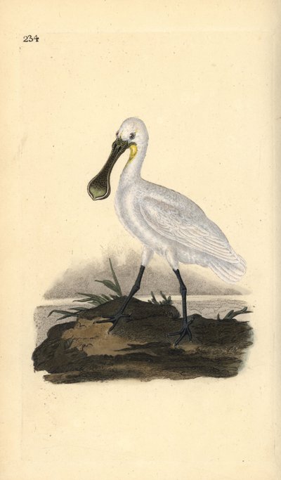 Espátula común, Platalea leucorodia. Grabado en cobre coloreado a mano dibujado y grabado por Edward Donovan de su propia 