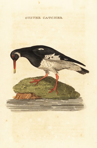 Ostrero euroasiático, Haematopus ostralegus de Edward Donovan
