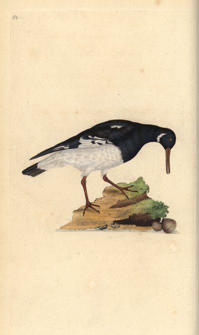 Ostrero euroasiático, Haematopus ostralegus de Edward Donovan
