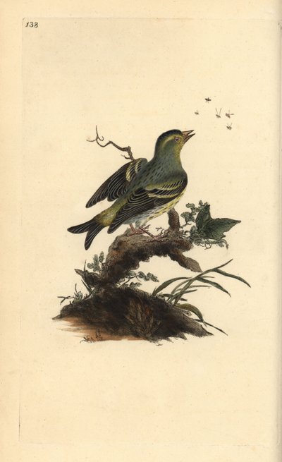 Lúgano, Carduelis spinus. Ilustración a mano de cobre grabada por Edward Donovan de su propio 