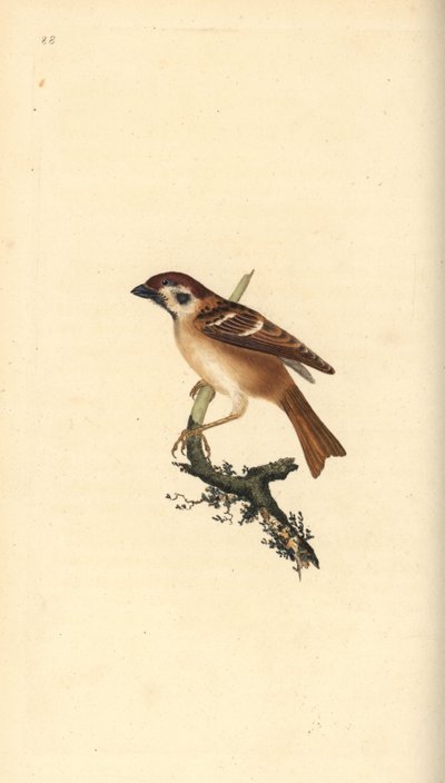Gorrión molinero, Passer montanus. Grabado en cobre coloreado a mano dibujado y grabado por Edward Donovan de su propia “Historia Natural de las Aves Británicas,” Londres de Edward Donovan