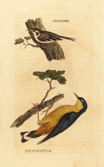 Trepador euroasiático, Certhia familiaris, y trepador azul euroasiático, Sitta europaea de Edward Donovan