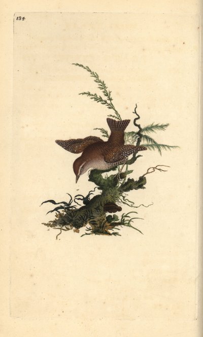 Chochín euroasiático, Troglodytes troglodytes de Edward Donovan