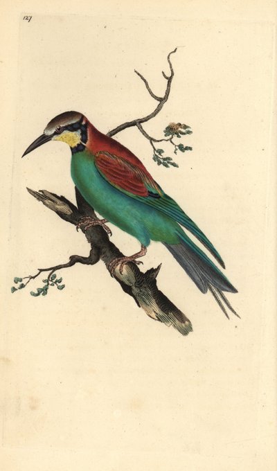 Abejaruco europeo, Merops apiaster. Grabado a mano coloreado por Edward Donovan de su propia 