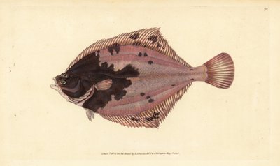 Platija europea, Platichthys flesus (Platija, Pleuronectes flesus). Grabado en cobre coloreado a mano dibujado y grabado por Edward Donovan de su Historia Natural de los Peces Británicos, Donovan y F.C. y J. Rivington, Londres de Edward Donovan