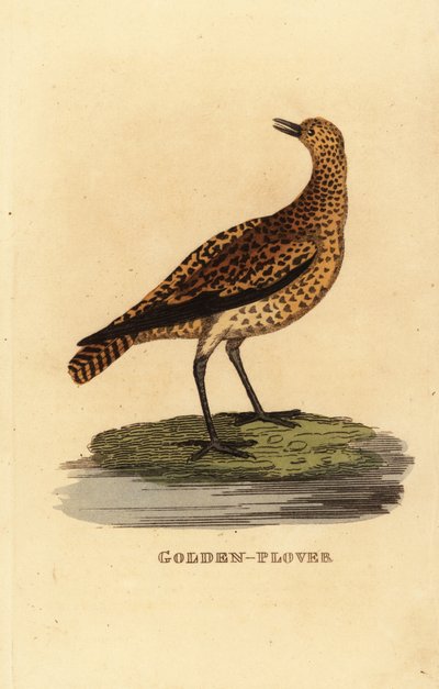 Chorlito dorado europeo, Pluvialis apricaria de Edward Donovan