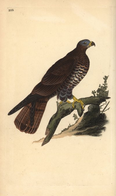 Abejero europeo, Pernis apivorus. Grabado a mano coloreado por Edward Donovan de su propia Historia Natural de las Aves Británicas, Londres de Edward Donovan