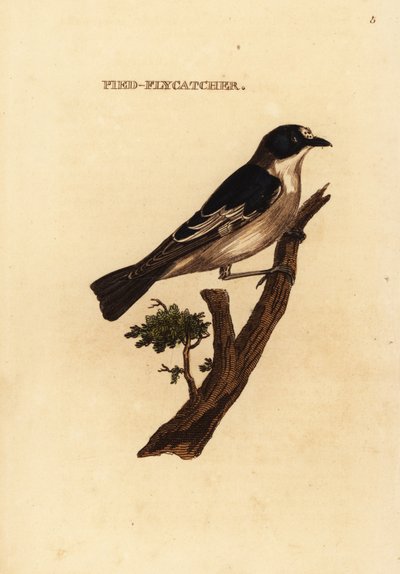 Papamoscas cerrojillo, Ficedula hypoleuca de Edward Donovan