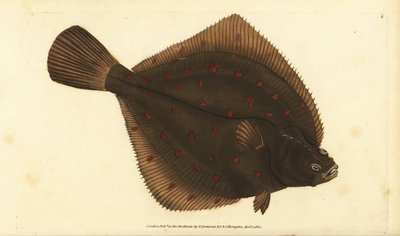 Platija europea, Pleuronectes platessa. Grabado a mano coloreado por Edward Donovan de su Historia Natural de los Peces Británicos, Donovan y F.C. y J. Rivington, Londres de Edward Donovan