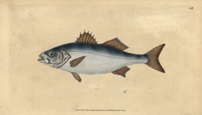 Lubina europea, Dicentrarchus labrax (Basse, Perca labrax). Grabado en cobre coloreado a mano dibujado y grabado por Edward Donovan de su Historia Natural de los Peces Británicos, Donovan y F.C. y J. Rivington, Londres de Edward Donovan