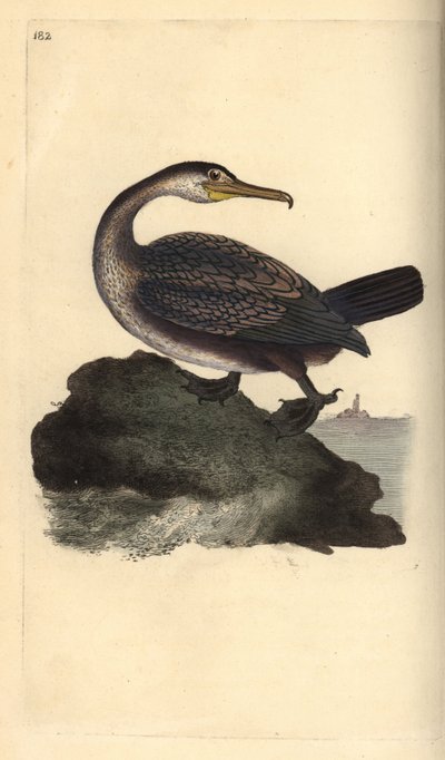 Cormorán moñudo, Phalacrocorax aristotelis. Ilustración a mano de cobre grabada por Edward Donovan de su propio 