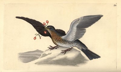 Zorzal real, Turdus pilaris (grabado a mano por Edward Donovan de su 