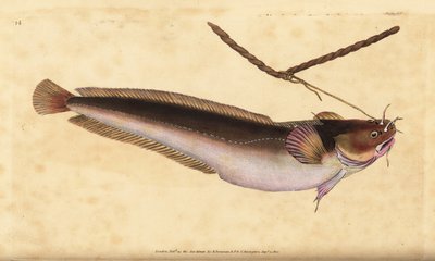 Moteada de cinco barbas, Ciliata mustela (Bacalao de cinco barbas, Gadus mustela). Grabado en cobre coloreado a mano dibujado y grabado por Edward Donovan de su Historia Natural de los Peces Británicos, Donovan y F.C. y J. Rivington, Londres de Edward Donovan
