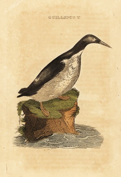 Arao común, Uria aalge de Edward Donovan