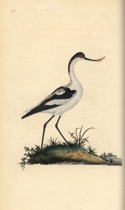 Avoceta común, Recurvirostra avosetta. Grabado a mano coloreado por Edward Donovan de su propia 