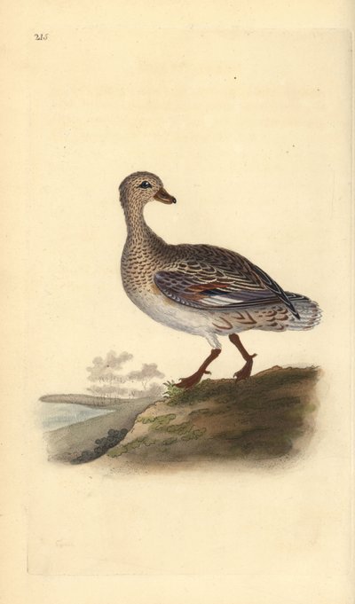 Ánade friso (hembra), Anas strepera. Grabado en cobre coloreado a mano dibujado y grabado por Edward Donovan de su propia “Historia Natural de las Aves Británicas,” Londres de Edward Donovan