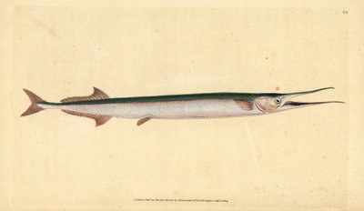Aguja de mar, Belone belone. Grabado a mano coloreado por Edward Donovan de su Historia Natural de los Peces Británicos, Donovan y F.C. y J. Rivington, Londres de Edward Donovan