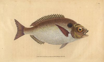 Dorada o dorada lunulada, Sparus aurata. Grabado en cobre coloreado a mano dibujado y grabado por Edward Donovan de su Historia Natural de los Peces Británicos, Donovan y F.C. y J. Rivington, Londres de Edward Donovan