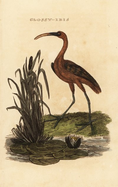Ibis brillante, Plegadis falcinellus de Edward Donovan